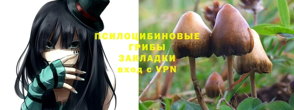 PSILOCYBIN Покачи